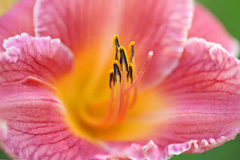 Картинка цветы лилии +лилейники цветок лепестки лилия тычинки краски