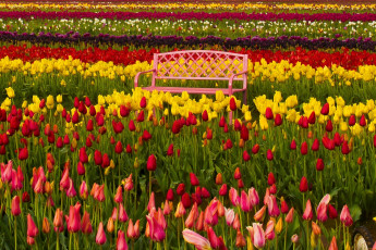 Картинка цветы тюльпаны скамейка разноцветные бутоны фестиваль тюльпанов орегон вудберн oregon woodburn