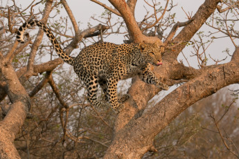Картинка животные леопарды прыжок кошка