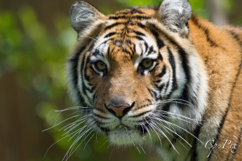 Картинка животные тигры портрет морда