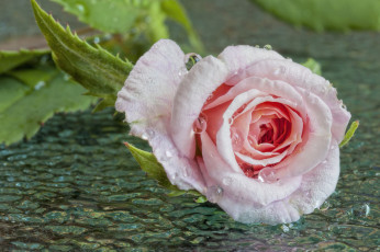 Картинка цветы розы вода бутон роза капли макро