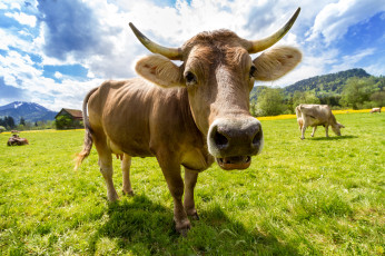 Картинка животные коровы +буйволы коровка