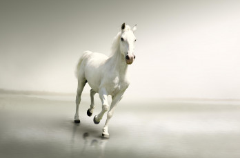 Картинка животные лошади лошадь белая свет