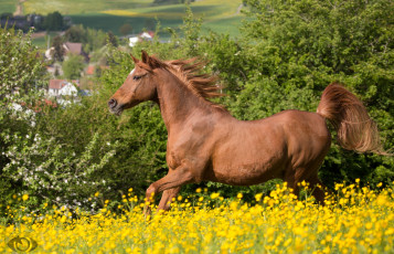 Картинка автор +oliverseitz животные лошади лето луг грация бег грива рыжий