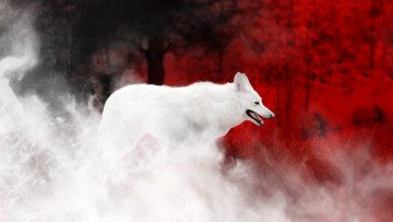 Картинка разное компьютерный+дизайн волк дым цвет