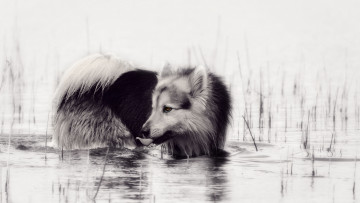 Картинка животные собаки друг взгляд собака озеро язык