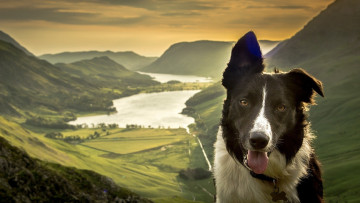 Картинка животные собаки горы озеро панорама природа долина морда собака бордер-колли