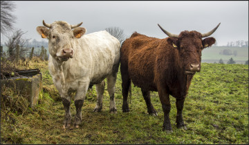 Картинка животные коровы +буйволы бычки