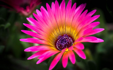 Картинка цветы аизовые цветок лепестки природа краски