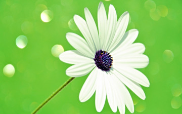 Картинка цветы аизовые цветок лепестки стебель свет блик