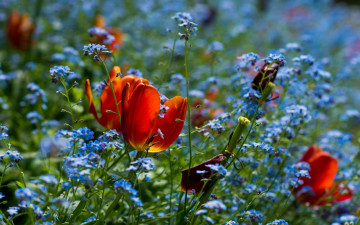 Картинка цветы луговые+ полевые +цветы поле луг тюльпан весна