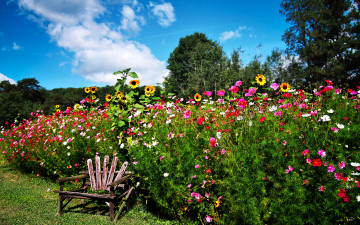 Картинка цветы разные+вместе сад деревья трава кусты космея подсолнух стул