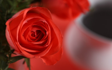 Картинка цветы розы макро лепестки красная роза цветок