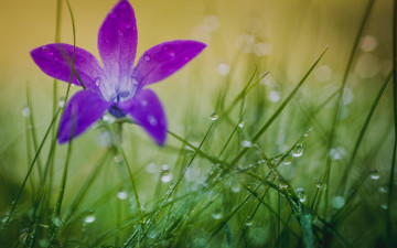 Картинка цветы сиреневый цветок макро роса трава