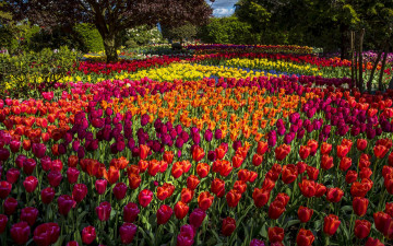 Картинка цветы тюльпаны бутоны парк деревья разноцветные