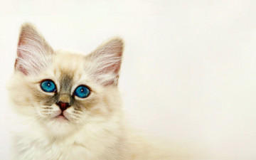 Картинка животные коты кот фон взгляд