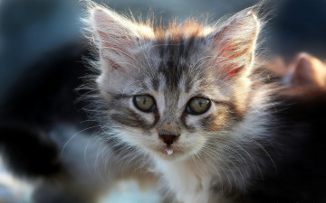Картинка животные коты усы мордочка котёнок взгляд