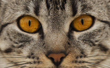Картинка животные коты взгляд глаза нос морда кошка кот