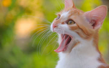 Картинка животные коты зевок язык усы мордочка котёнок кошка кот