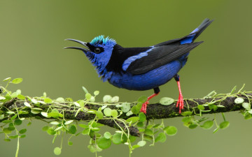 Картинка животные птицы перья ветка нектарница птица синяя клюв