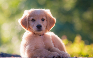 Картинка животные собаки голден ретривер золотистый щенок собака взгляд