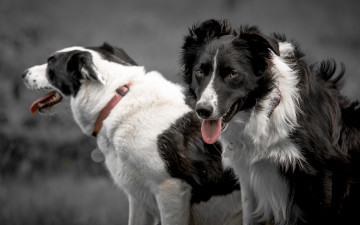 Картинка животные собаки язык взгляд бордер-колли ошейник