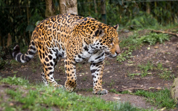 Картинка животные Ягуары мощь прогулка зоопарк кошка пятна