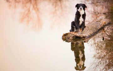 Картинка животные собаки отражение вода бревно собака бордер-колли