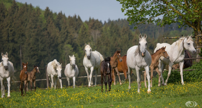 Обои картинки фото автор,  oliverseitz, животные, лошади, лето, загон, табун