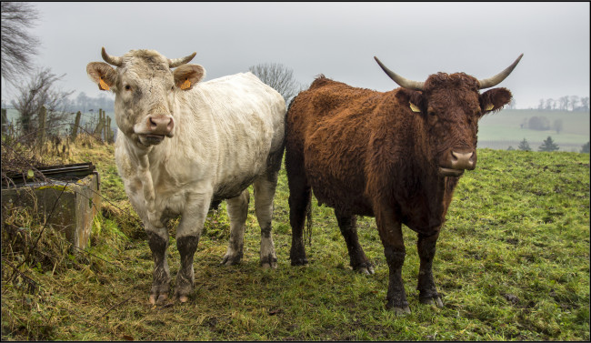 Обои картинки фото животные, коровы,  буйволы, бычки