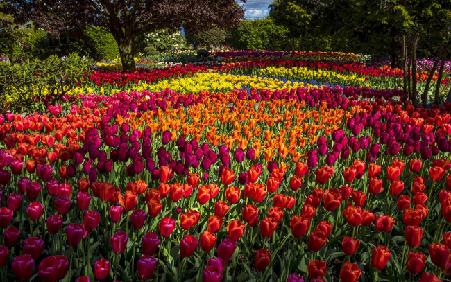 Обои картинки фото цветы, тюльпаны, бутоны, парк, деревья, разноцветные