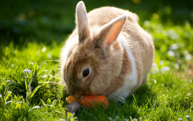 Обои картинки фото животные, кролики,  зайцы, морковь, солнечно, лето, трава, луг, фон, природа, кролик