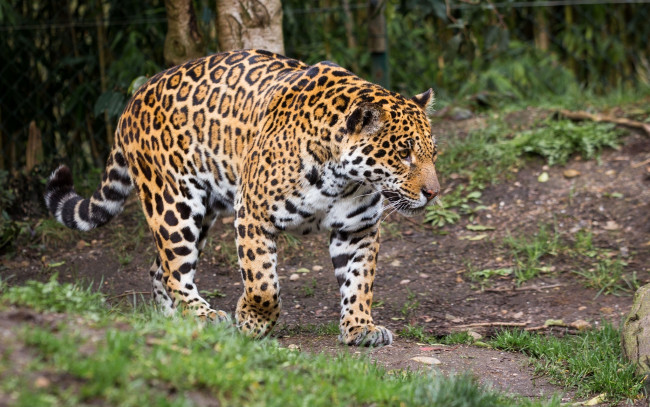 Обои картинки фото животные, Ягуары, мощь, прогулка, зоопарк, кошка, пятна