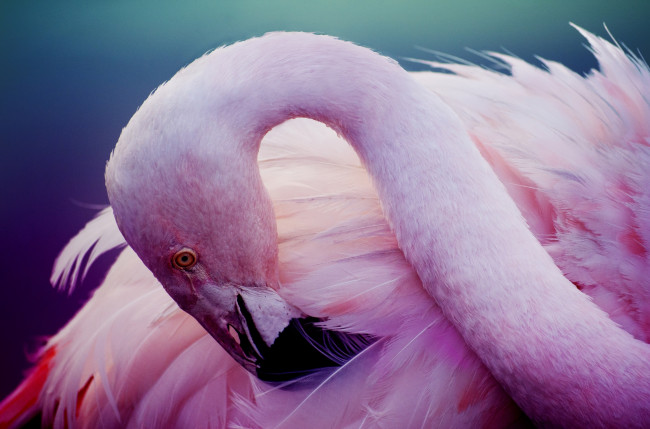Обои картинки фото животные, фламинго, розовый, перья, шея, птица