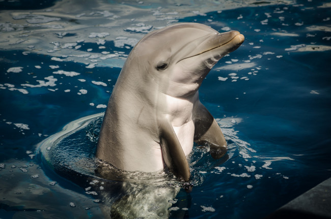 Обои картинки фото животные, дельфины, дельфин