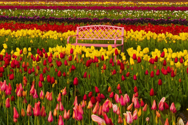 Обои картинки фото цветы, тюльпаны, скамейка, разноцветные, бутоны, фестиваль, тюльпанов, орегон, вудберн, oregon, woodburn