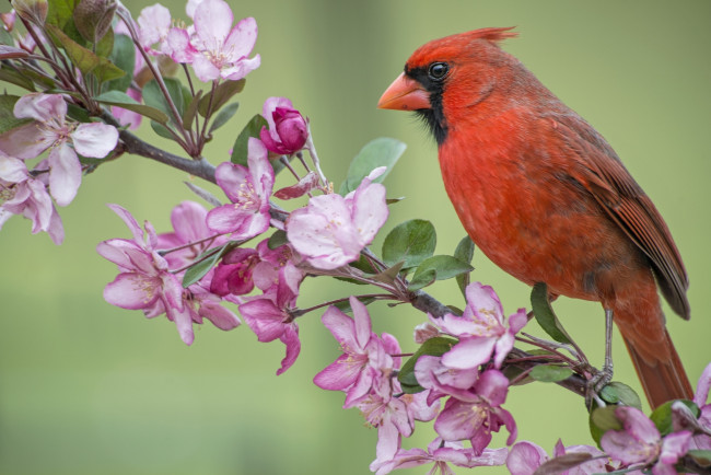 Обои картинки фото животные, кардиналы, цветки, весна, цветение, яблоня, ветка, птица, кардинал, красный