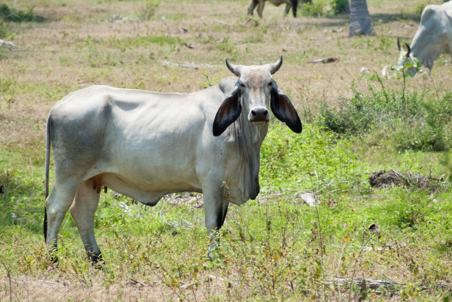 Обои картинки фото животные, коровы,  буйволы, корова, трава, зебу, уши