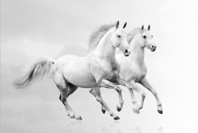 Обои картинки фото животные, лошади, кони, белые, пара, белый, фон