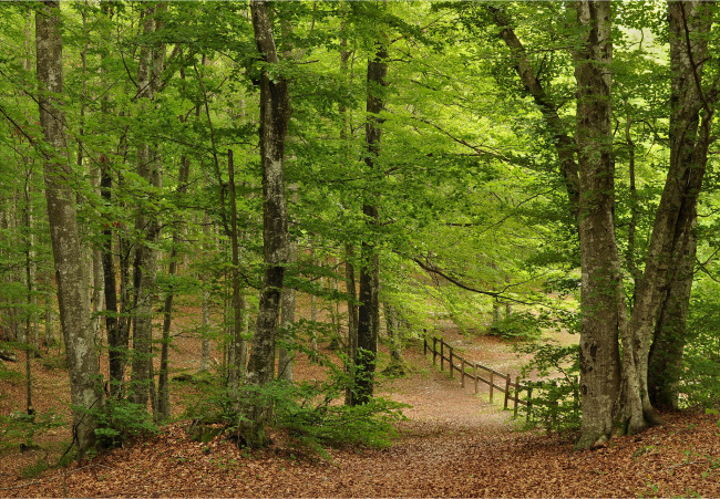 Обои картинки фото природа, лес, листва, деревья, осень