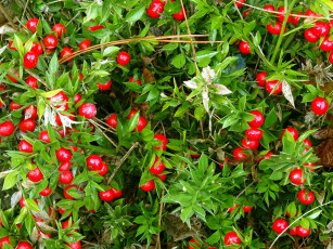 Картинка природа Ягоды ягоды красные