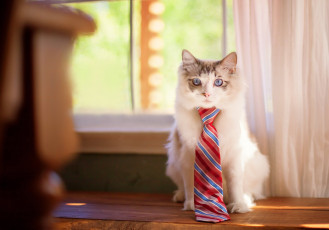 Картинка животные коты галстук ragdoll рэгдолл кот животное