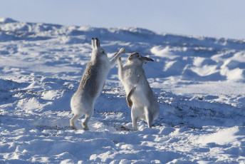 Картинка животные кролики +зайцы снег зима ладушки