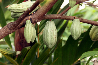 Картинка природа плоды chocolate tree pods