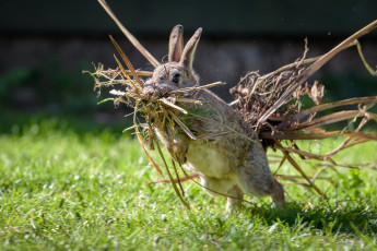Картинка животные кролики +зайцы кролик гнездование ситуация трава