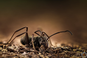 Картинка животные муравьеды фон макро муравей