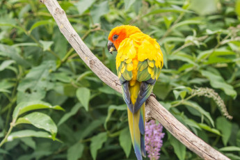 Картинка животные попугаи листья ветка
