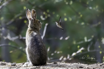 Картинка животные разные+вместе колибри заяц птица разговор