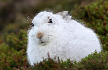 Картинка животные кролики +зайцы заяц мох