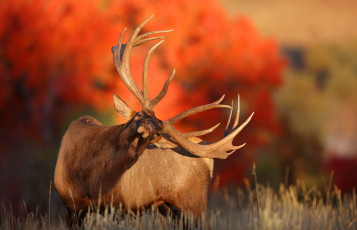 Картинка животные олени олень осень природа
